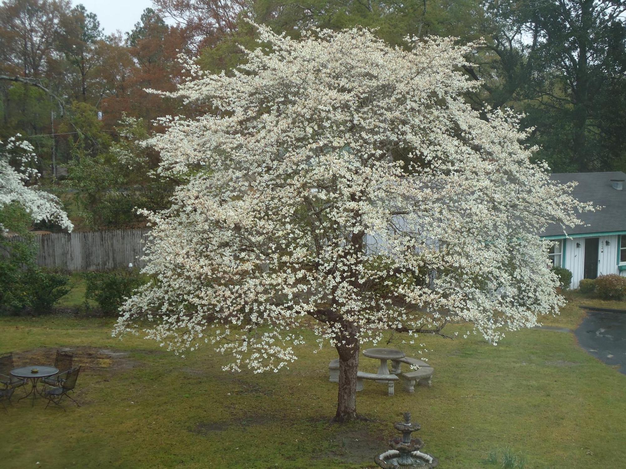 Bed and Breakfast Edenfield House Swainsboro Exterior foto