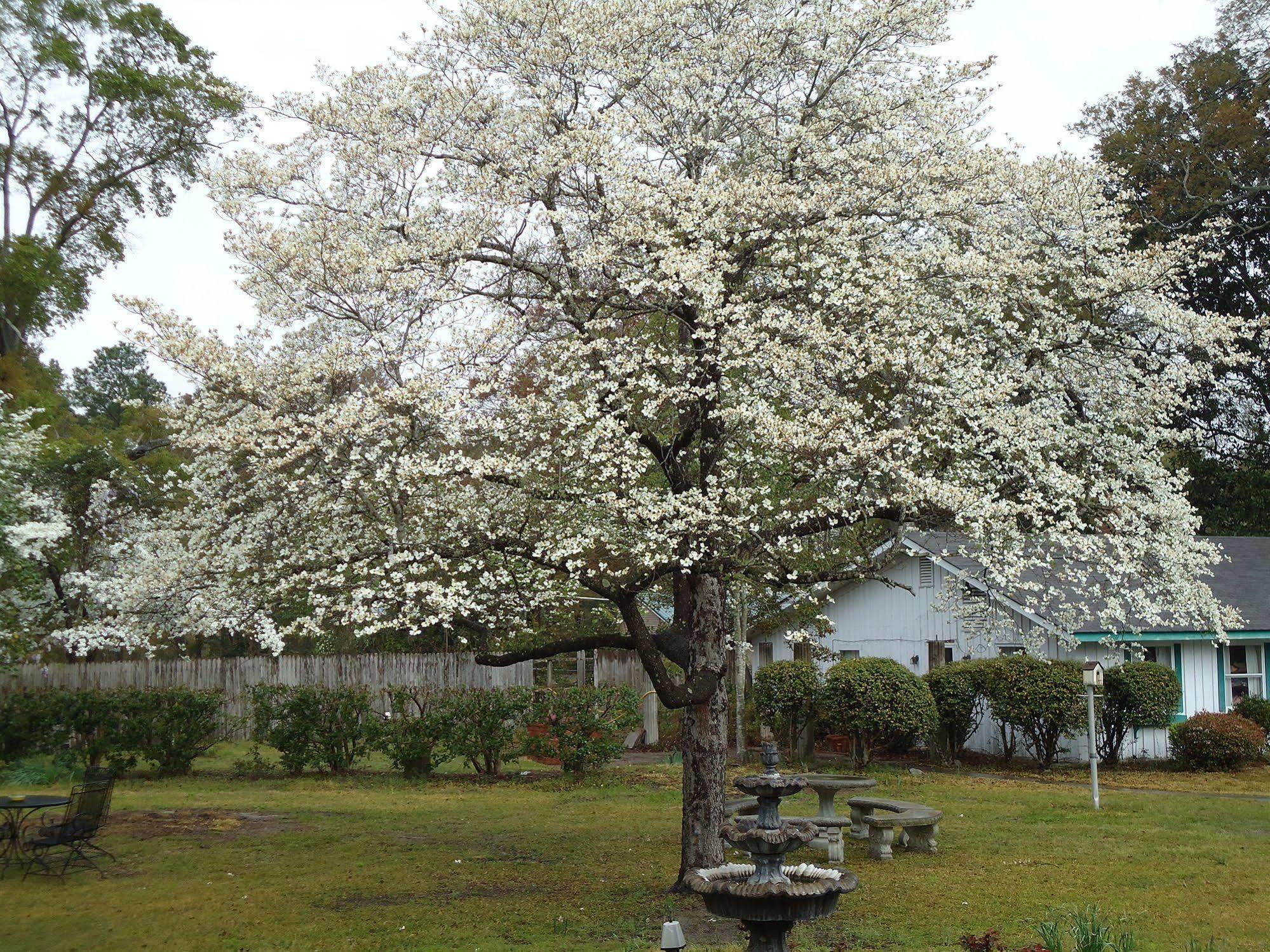 Bed and Breakfast Edenfield House Swainsboro Exterior foto